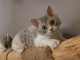 Chatons Selkirk Rex LOOF à vendre