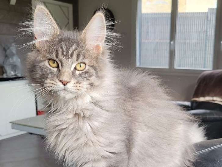 Une chatonne Maine Coon LOOF blotched tabby disponible