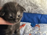 Un chaton Maine Coon noir fumé LOOF à réserver