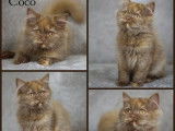 Une chatonne Higland Straight cinnamon tortie LOOF disponible