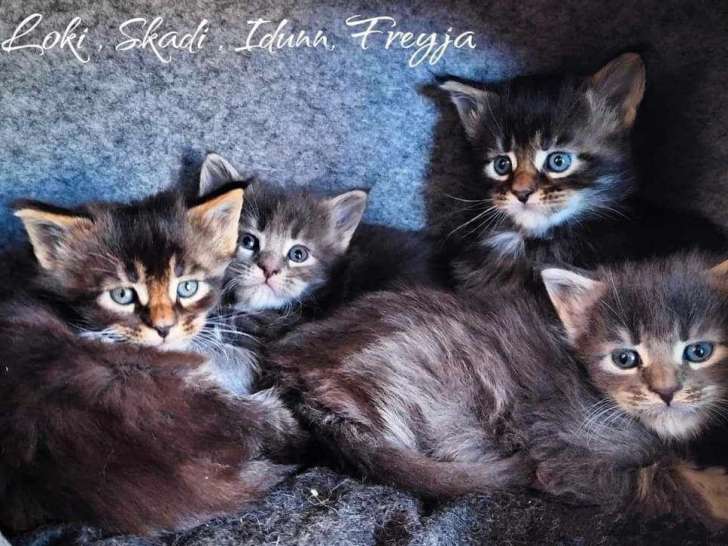 3 chatons Maine Coons LOOF à la réservation