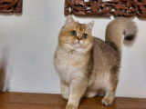Un chaton British Shorthair noir dor&eacute; ombr&eacute; LOOF disponible &agrave; l'achat