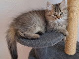 Disponible à l’achat : un chaton Highland Straight LOOF
