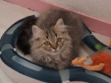Disponible à l’achat : un chaton Highland Straight LOOF