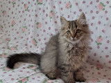 Disponible à l’achat : un chaton Highland Straight LOOF