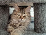 Disponible à l’achat : un chaton Highland Straight LOOF