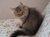 Disponible à l’achat : un chaton Highland Straight LOOF