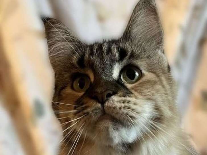 Chat femelle Maine Coon marron tortie de 2 ans à vendre (LOOF)