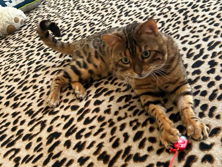 Male Bengal spotty tabby lynx disponible pour saille