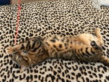 Male Bengal spotty tabby lynx disponible pour saille
