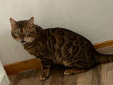 Male Bengal spotty tabby lynx disponible pour saille