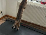 Male Bengal spotty tabby lynx disponible pour saille