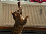 Male Bengal spotty tabby lynx disponible pour saille