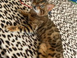 Male Bengal spotty tabby lynx disponible pour saille