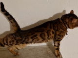 Male Bengal spotty tabby lynx disponible pour saille