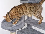 Male Bengal spotty tabby lynx disponible pour saille