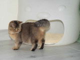 3 chatonnes British Shorthairs LOOF disponibles à la vente