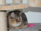 3 chatonnes British Shorthairs LOOF disponibles à la vente