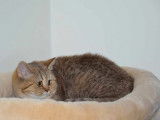 3 chatonnes British Shorthairs LOOF disponibles à la vente