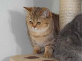 3 chatonnes British Shorthairs LOOF disponibles à la vente