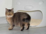 3 chatonnes British Shorthairs LOOF disponibles à la vente