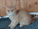 Chatonne Exotic Shorthair LOOF rouge tabby tacheté disponible