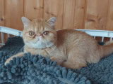 Chatonne Exotic Shorthair LOOF rouge tabby tacheté disponible