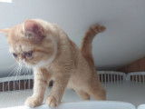 Chatonne Exotic Shorthair LOOF rouge tabby tacheté disponible