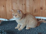 Chatonne Exotic Shorthair LOOF rouge tabby tacheté disponible