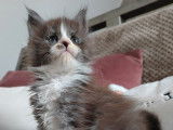 Chatonne Maine Coon LOOF noir fum&eacute; et blanche &agrave; r&eacute;server