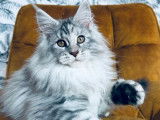 Chatonne Maine Coon LOOF noir argent&eacute; tabby &agrave; acheter