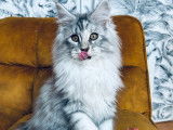 Chatonne Maine Coon LOOF noir argent&eacute; tabby &agrave; acheter