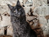 Chaton Maine Coon LOOF bleu fumé à vendre
