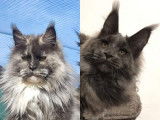 Chaton Maine Coon LOOF bleu fumé à vendre