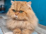 Chat British Longhair LOOF chocolat de 2 ans disponible