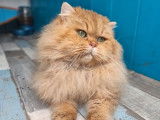Chat British Longhair LOOF chocolat de 2 ans disponible