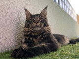 Un chat Maine Coon adulte LOOF marron tabby pour une saillie
