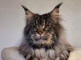 Un chat Maine Coon adulte LOOF marron tabby pour une saillie