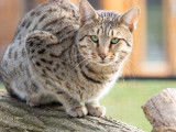 Un chat adulte Savannah F5 LOOF de 3 ans à la vente