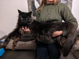 Chat Maine Coon black solid à vendre