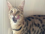 Femelle Savannah F2 st&eacute;rilis&eacute;e &agrave; vendre