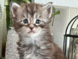 Chatons Maine coon LOOF à vendre