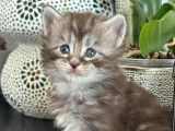 Chatons Maine coon LOOF à vendre