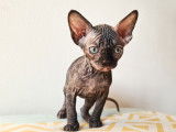 Chatons Sphynx