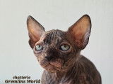 Chatons Sphynx