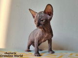 Chatons Sphynx
