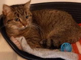 Chatte à adopter
