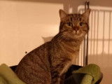 Chat tigré disponible à l'adoption