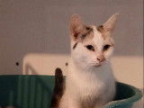 Chatte tricolore en quête d’une famille aimante