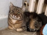 Chat de 2 ans cherchant un foyer